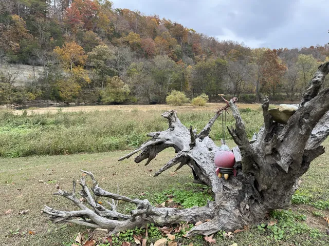 a view of a field with large trees