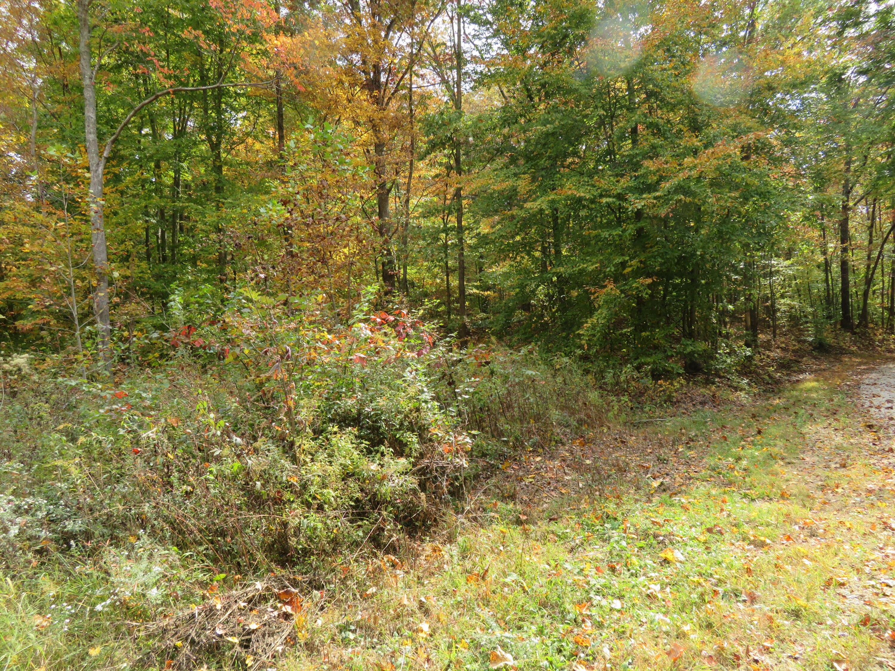 0 Shady Grove Road Mount Vernon, KY 40456 - Photo 10 of 24 IMG_3106