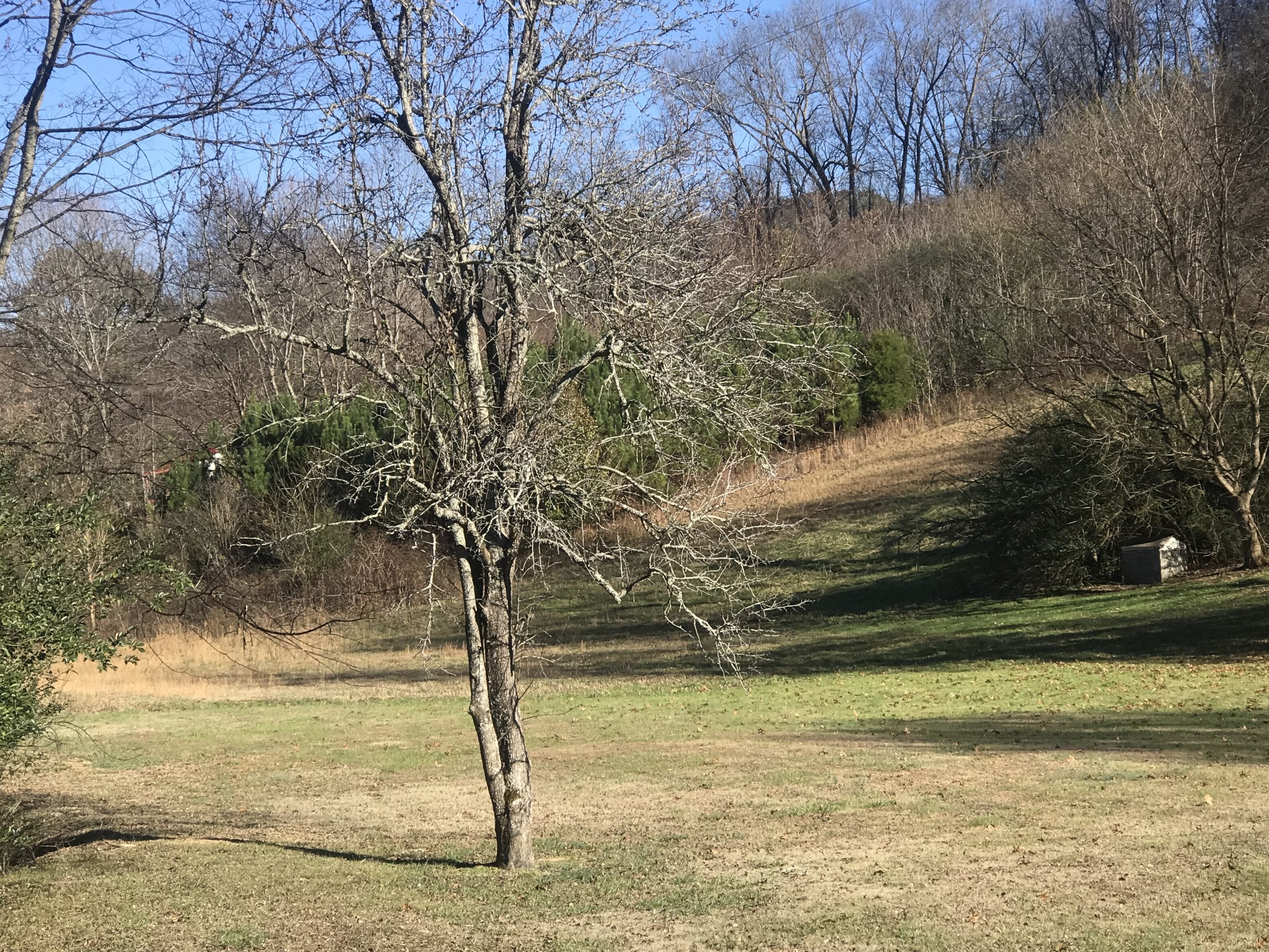 165 Ben Johnson Road Pulaski, TN 38478 - Photo 3 of 33 a view of a yard next to a yard