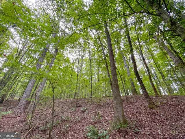 a view of a park with a trees