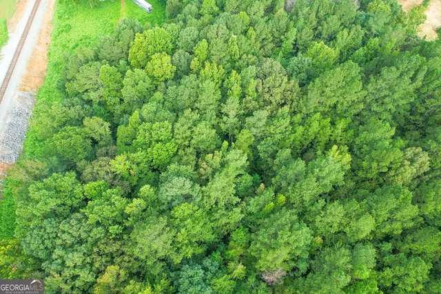 a view of a lush green forest