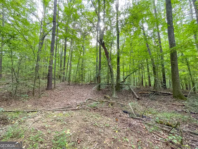 a view of a forest that has large trees