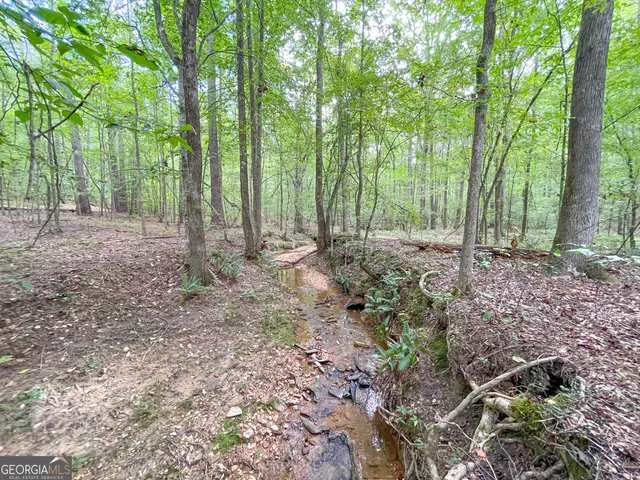 a view of a forest with trees