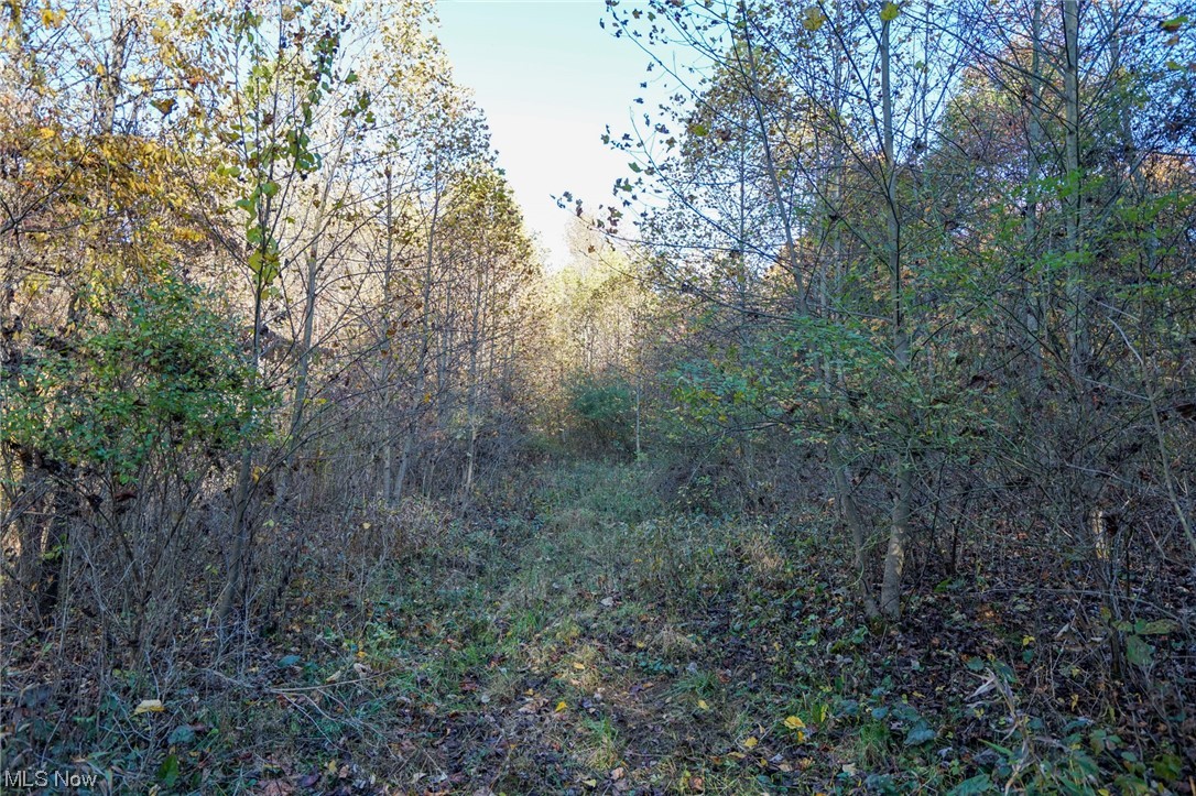 8662 Porter Run Road Roseville, OH 43777 - Photo 16 of 33 View of local wilderness