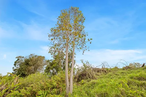 a view of a lake with a garden