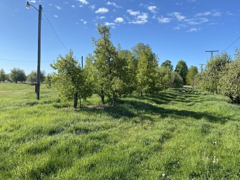 7281 Hillandale Road Sodus, MI 49126 - Photo 11 of 14 11_7281HillandaleRoad_900000_appletrees_