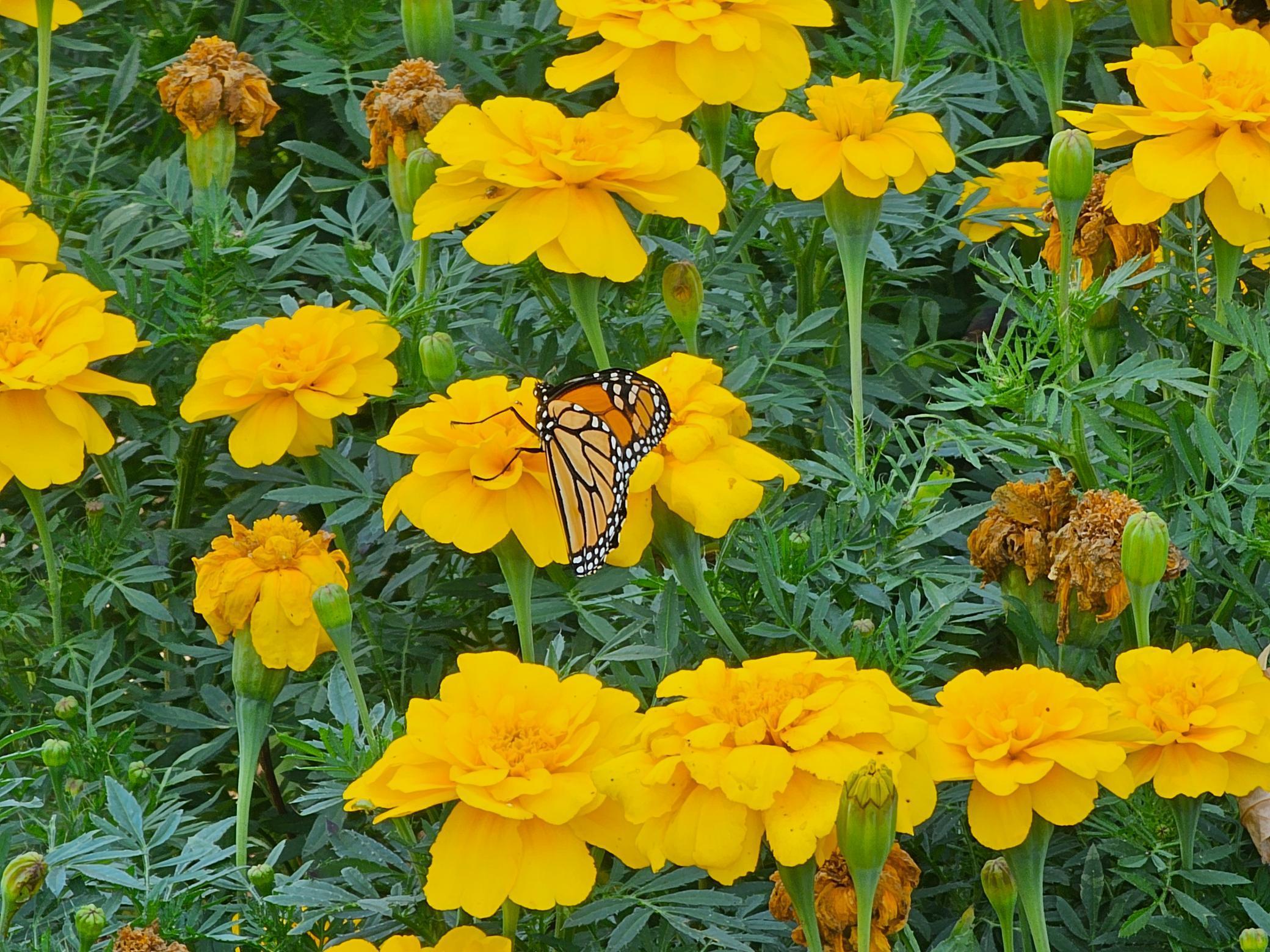 203 3rd Avenue East Lamberton, MN 56152 - Photo 34 of 42