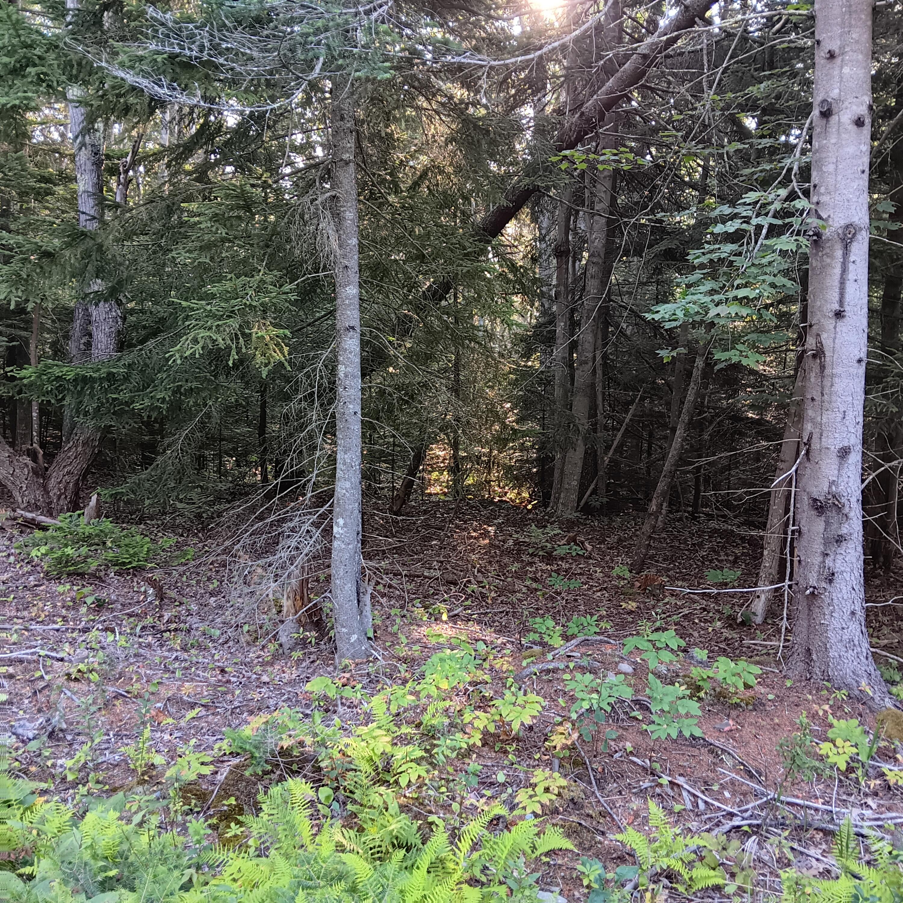 1 B Old Mill Road New Harbor, ME 04554 - Photo 7 of 10 20250726_072509