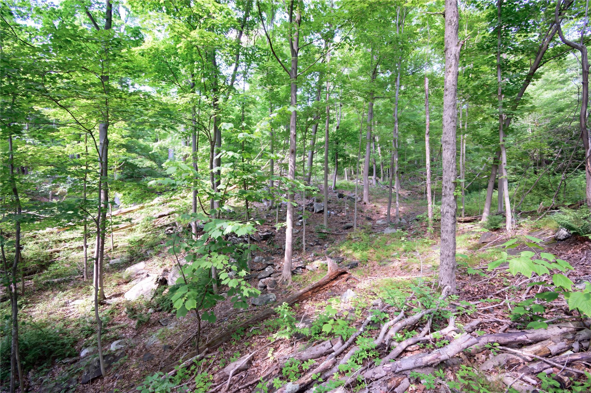 727 Farmers Mills Road Carmel, NY 10512 - Photo 14 of 31 a view of a forest with a tree