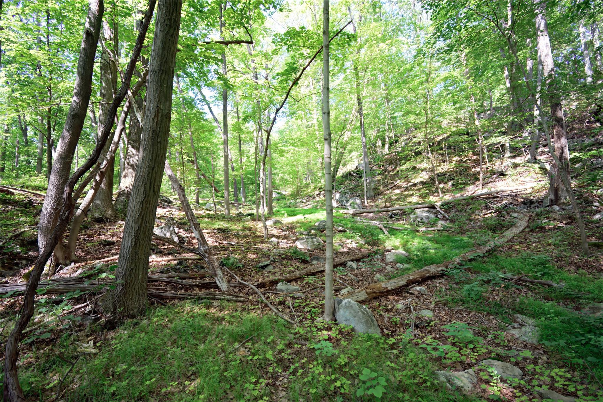 727 Farmers Mills Road Carmel, NY 10512 - Photo 17 of 31 a view of forest