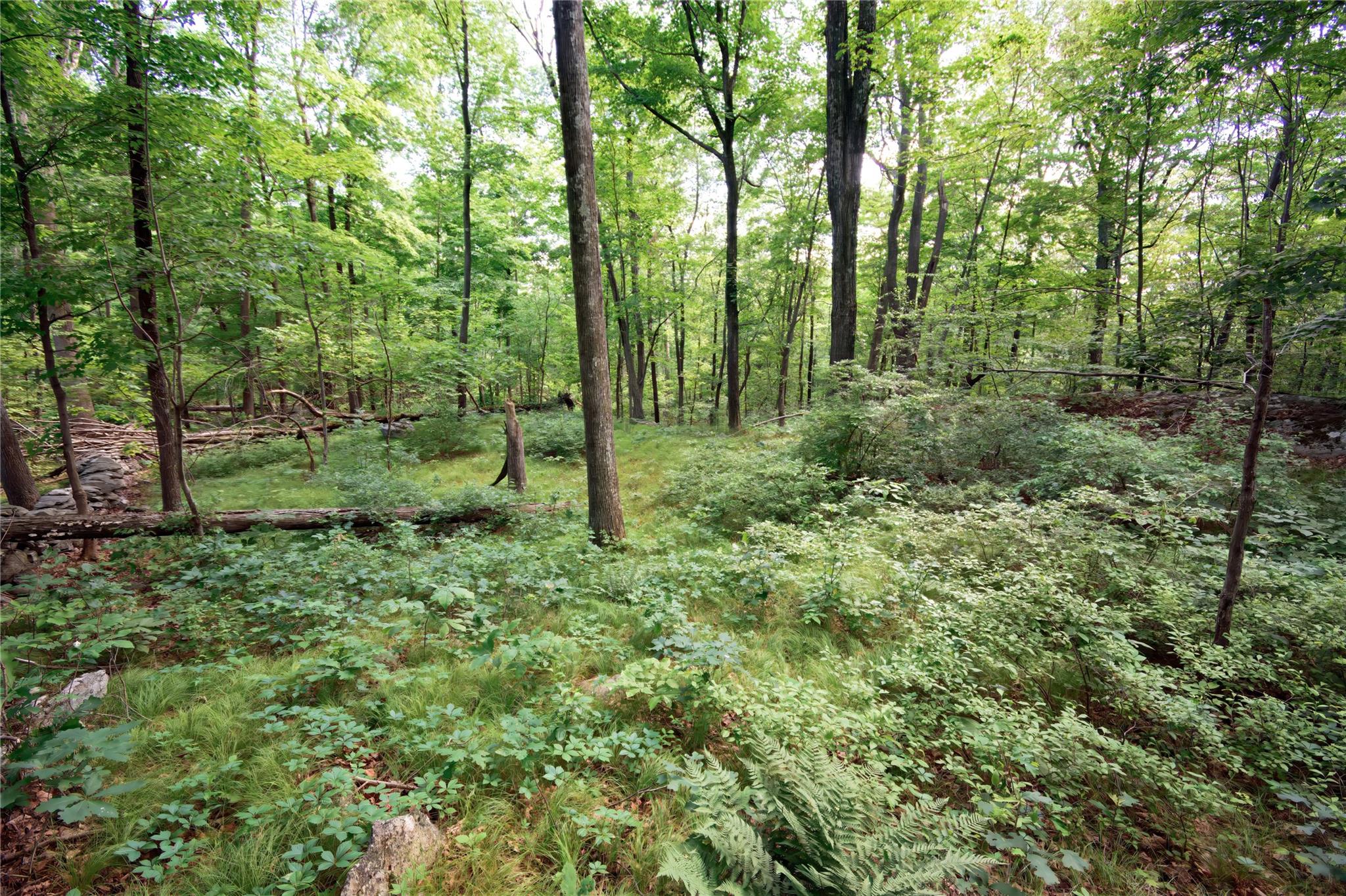 727 Farmers Mills Road Carmel, NY 10512 - Photo 21 of 31 a view of a lush green forest