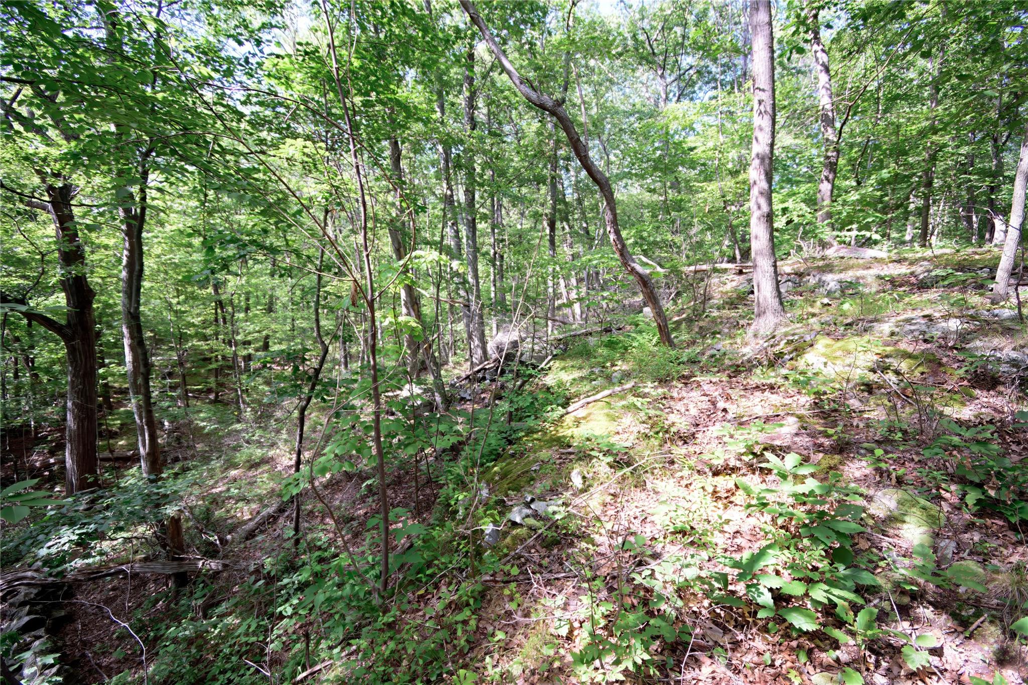 727 Farmers Mills Road Carmel, NY 10512 - Photo 25 of 31 a view of a forest with trees