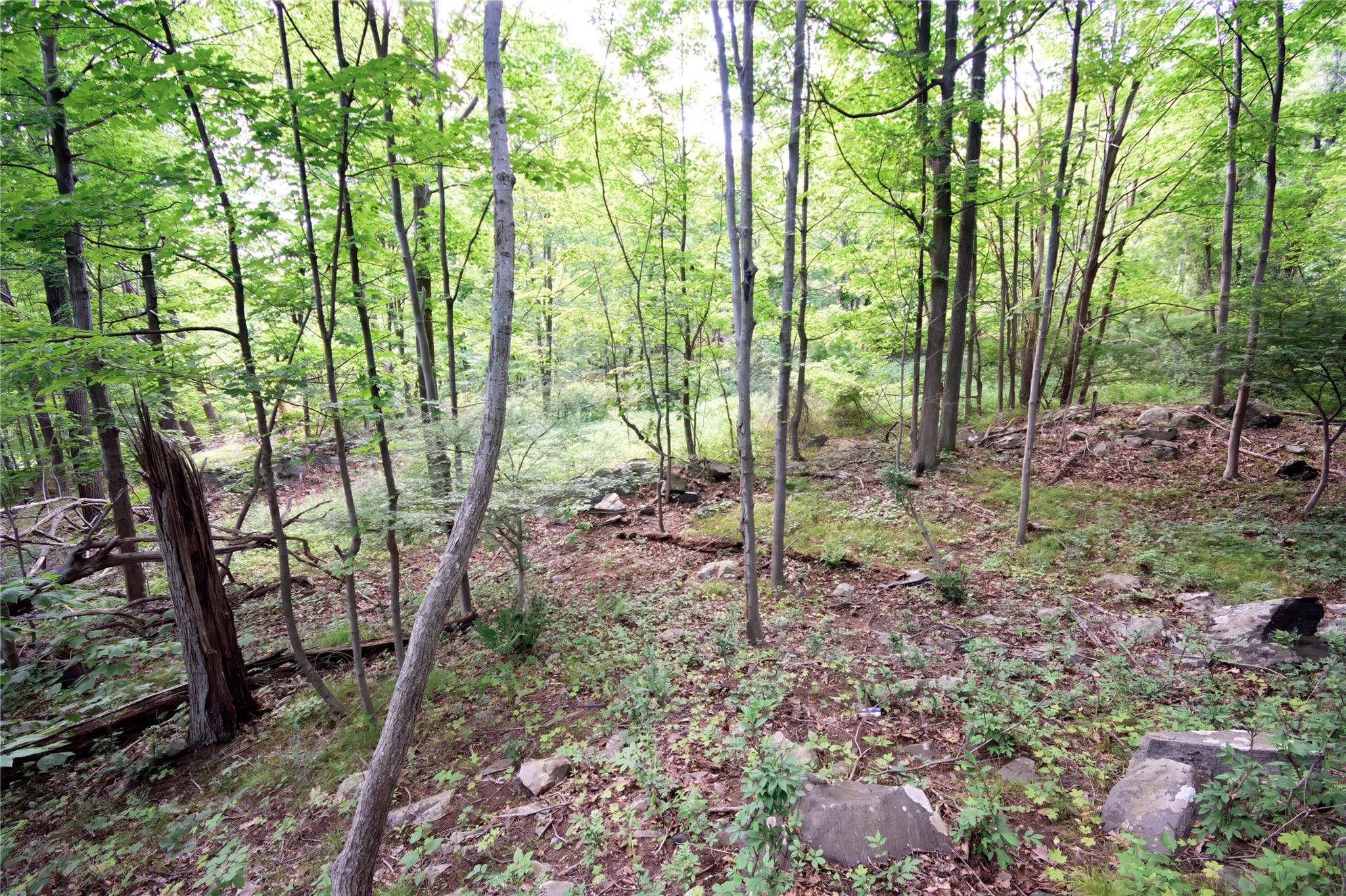 727 Farmers Mills Road Carmel, NY 10512 - Photo 30 of 31 a view of forest