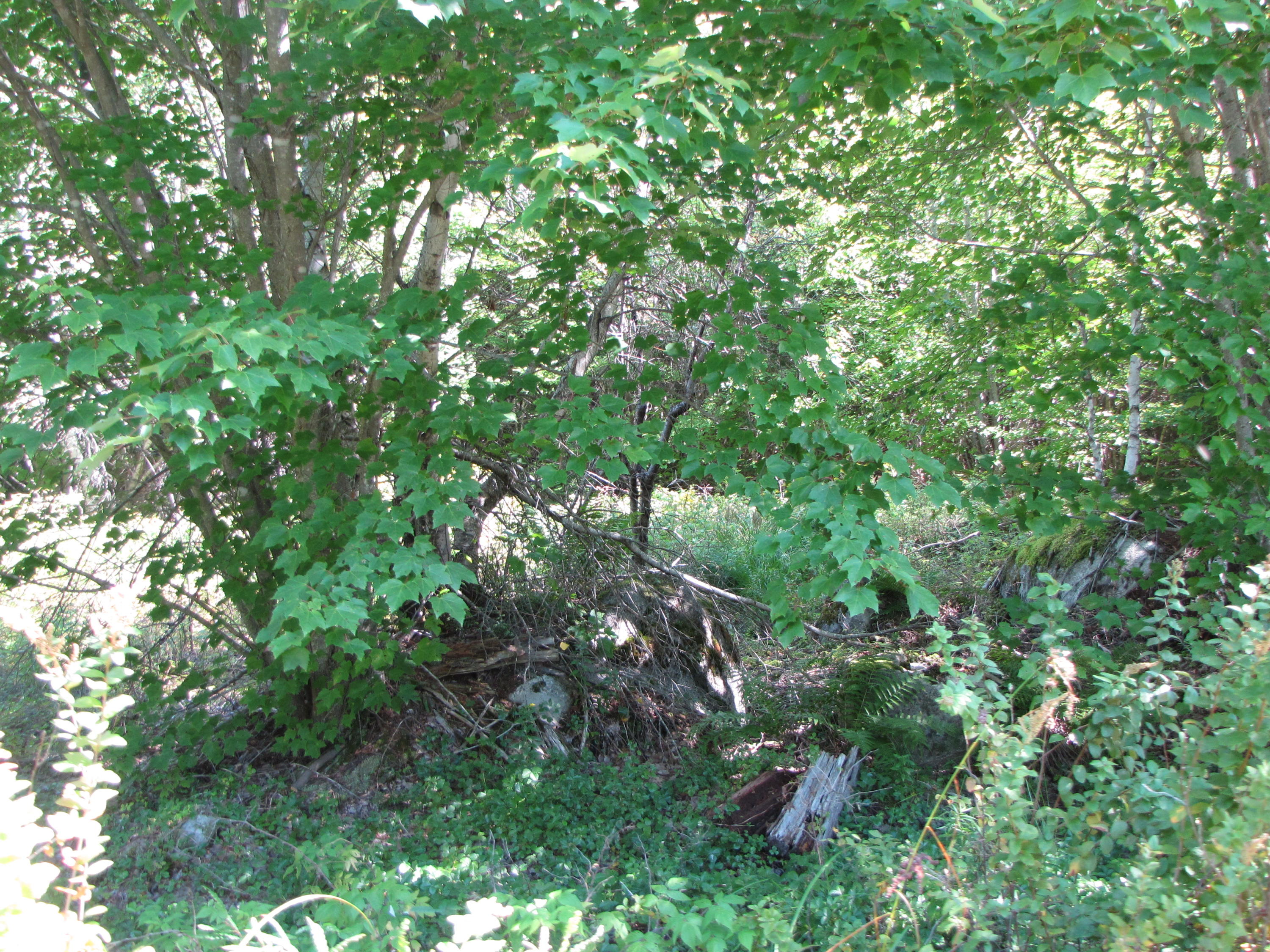 03 Plan Cherryfield, ME 04622 - Photo 10 of 36 IMG_0436