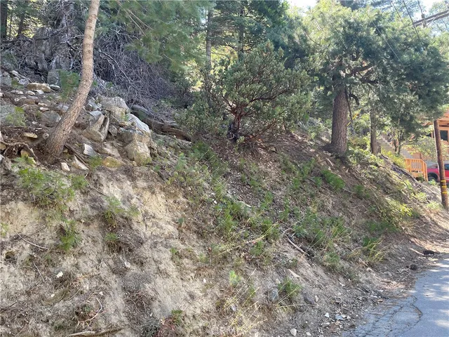 a view of a forest with trees in the background