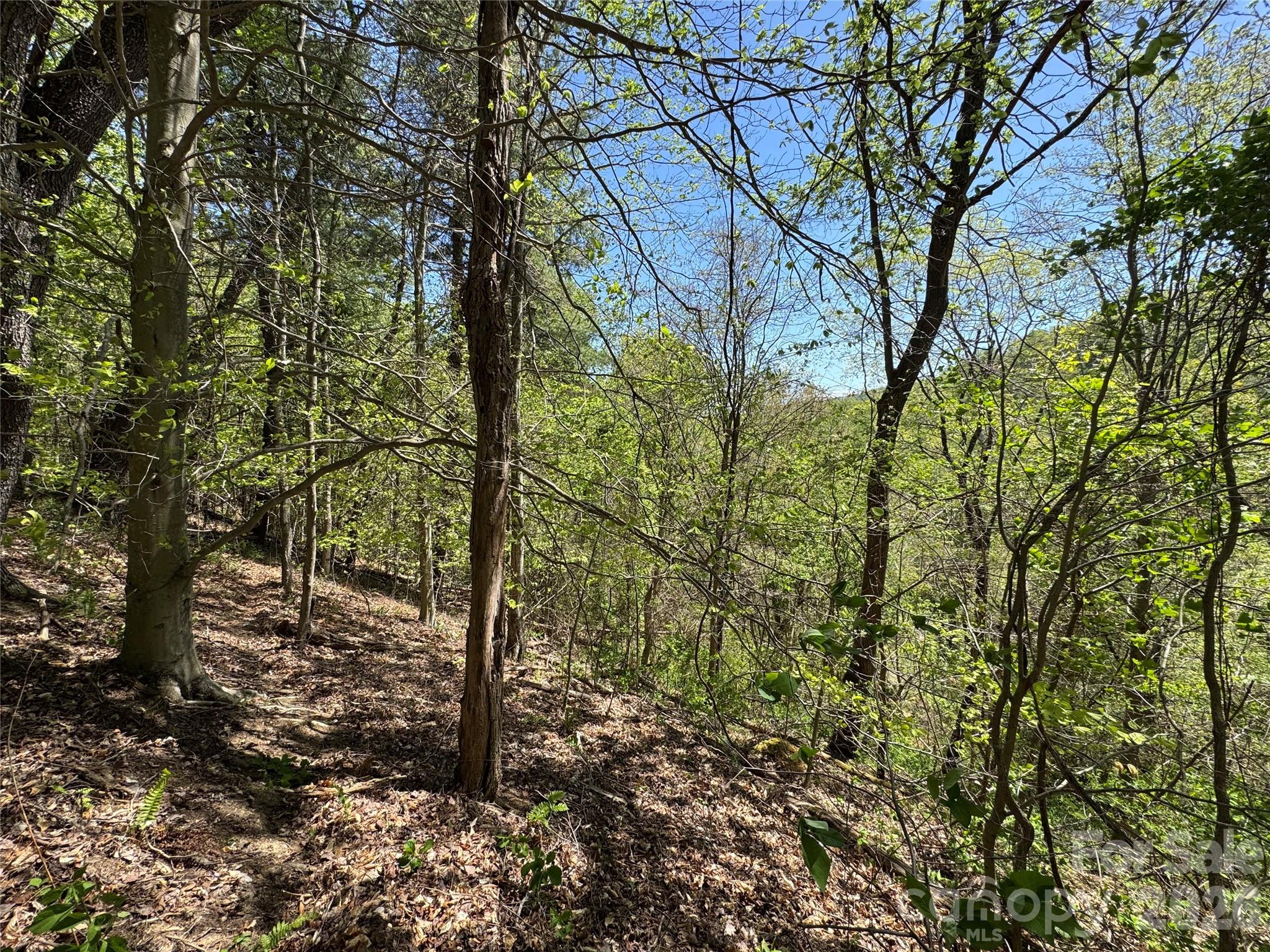 942 Fisher Branch Road Marshall, NC 28753 - Photo 30 of 38 a view of a forest filled with trees
