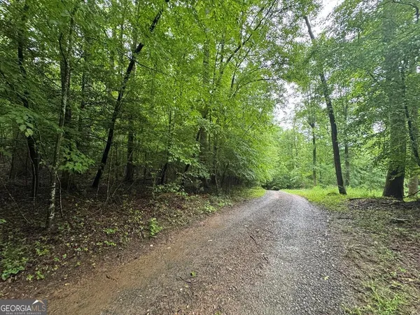 a view of a forest with trees in the background