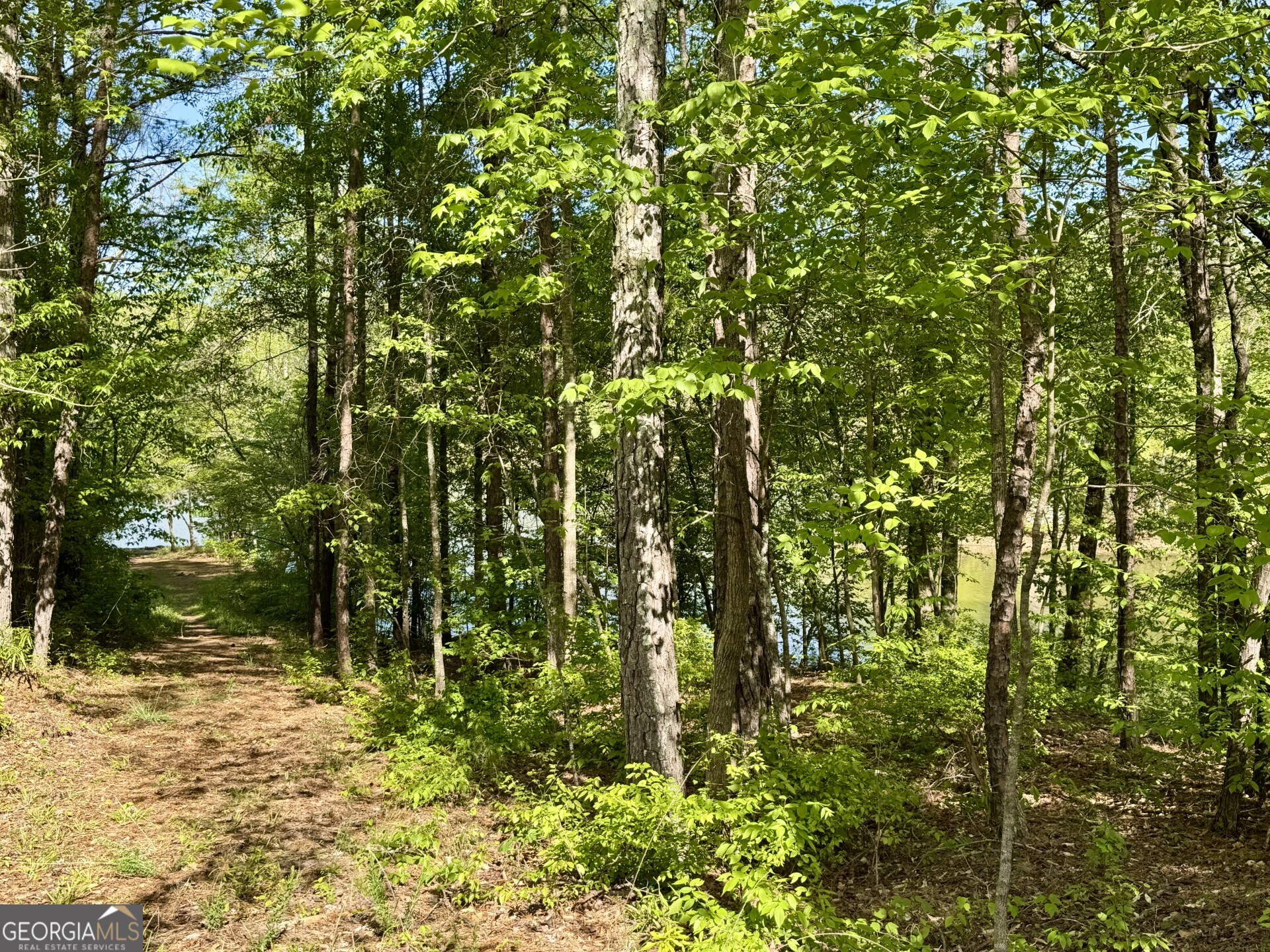 3719 County Road 88 Delta, AL 36258 - Photo 36 of 36 a view of a yard with plants and large trees