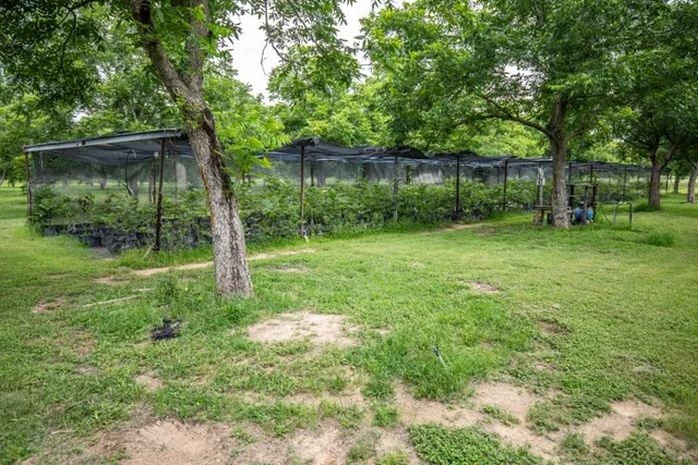a backyard of a house with plants and large tree