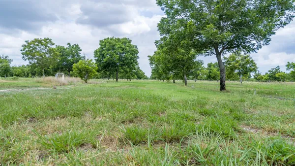 a view of green field with trees in the background