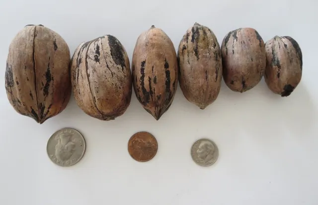 $1,100,000 | 2432 County Road 402, Falfurrias, TX 78355