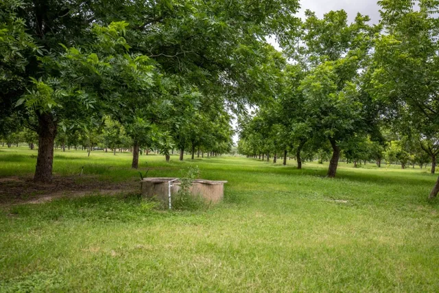 a view of a garden with trees