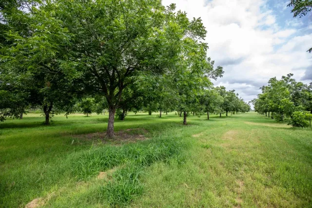 a green field with lots of trees