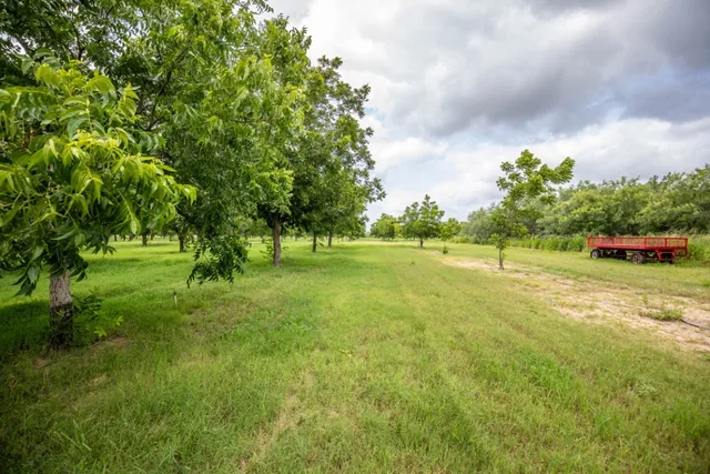 a view of grassy field with trees