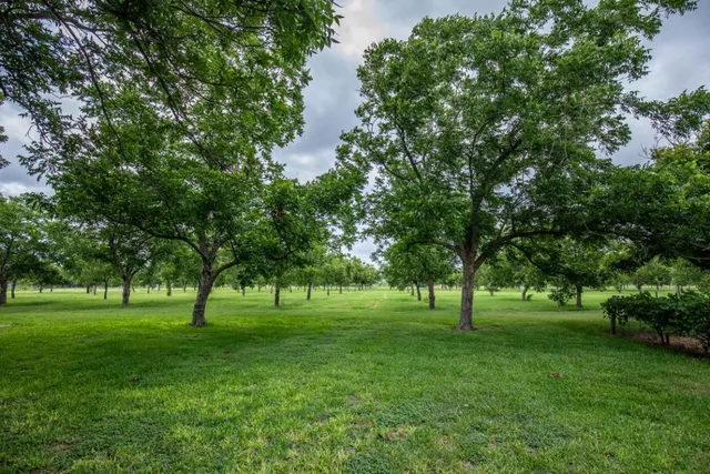 a huge green field with lots of trees