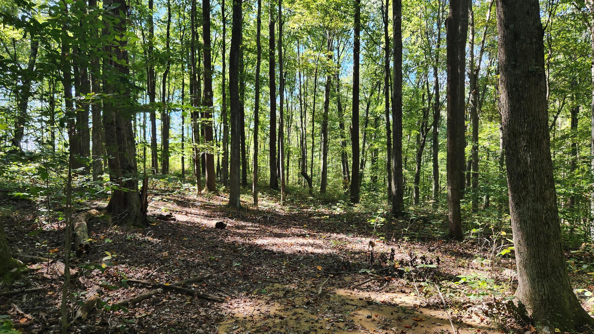 871 Poplar Ridge Road, Unit PONDS POPLAR RIDGE TRACT 13) Gallipolis, OH 45631 - Photo 8 of 36 CT-8
