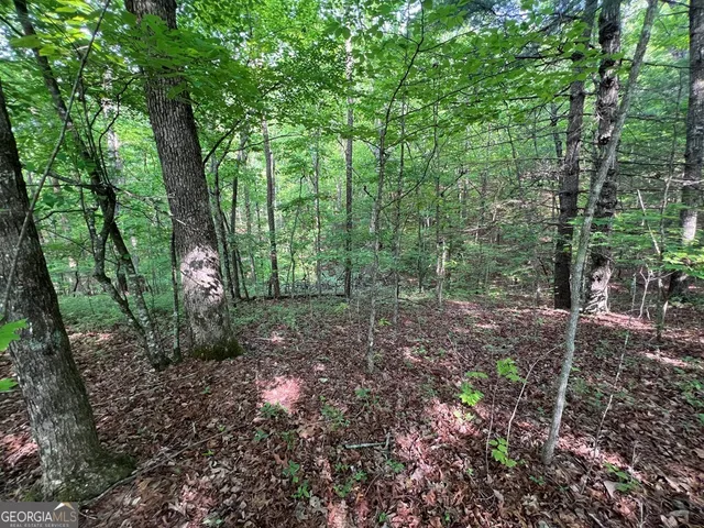 a view of a forest that has large trees