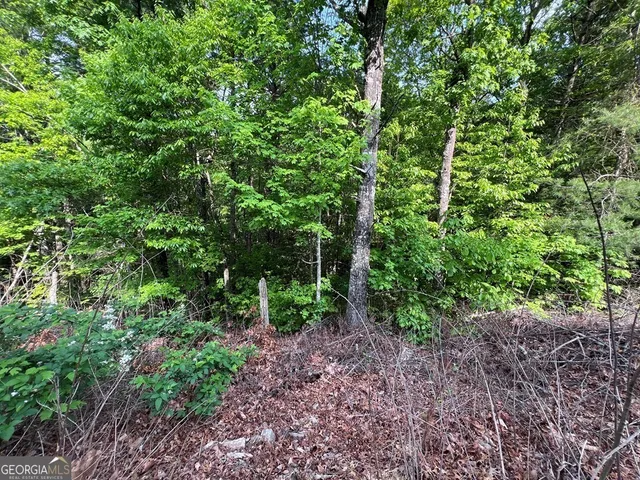 a view of a garden with plants and trees