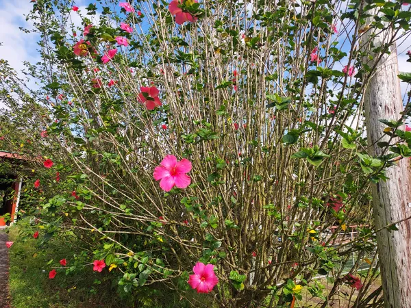 a view of a flower