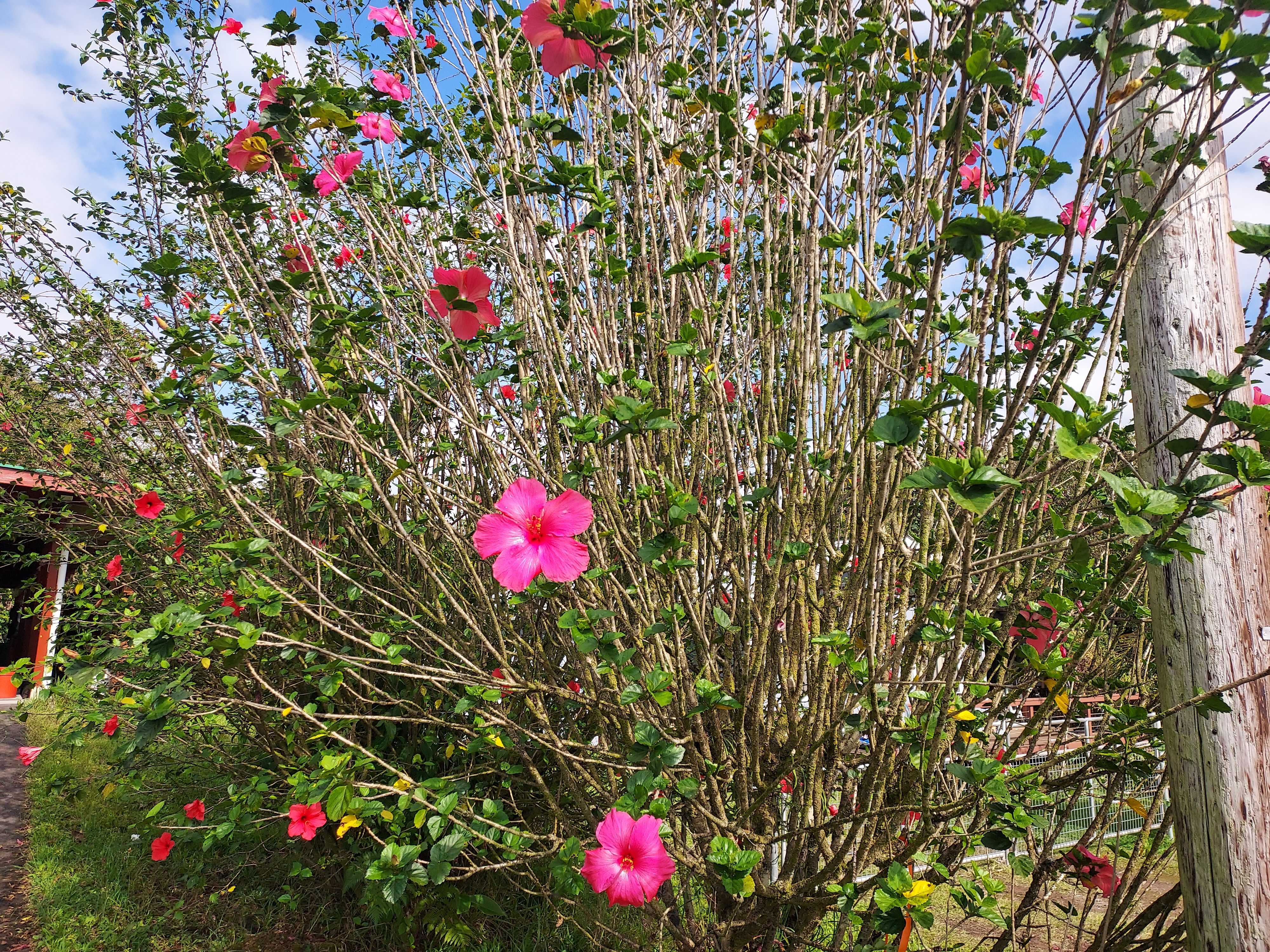 18-4100 Heno Street Mountain View, HI 96771 - Photo 21 of 21