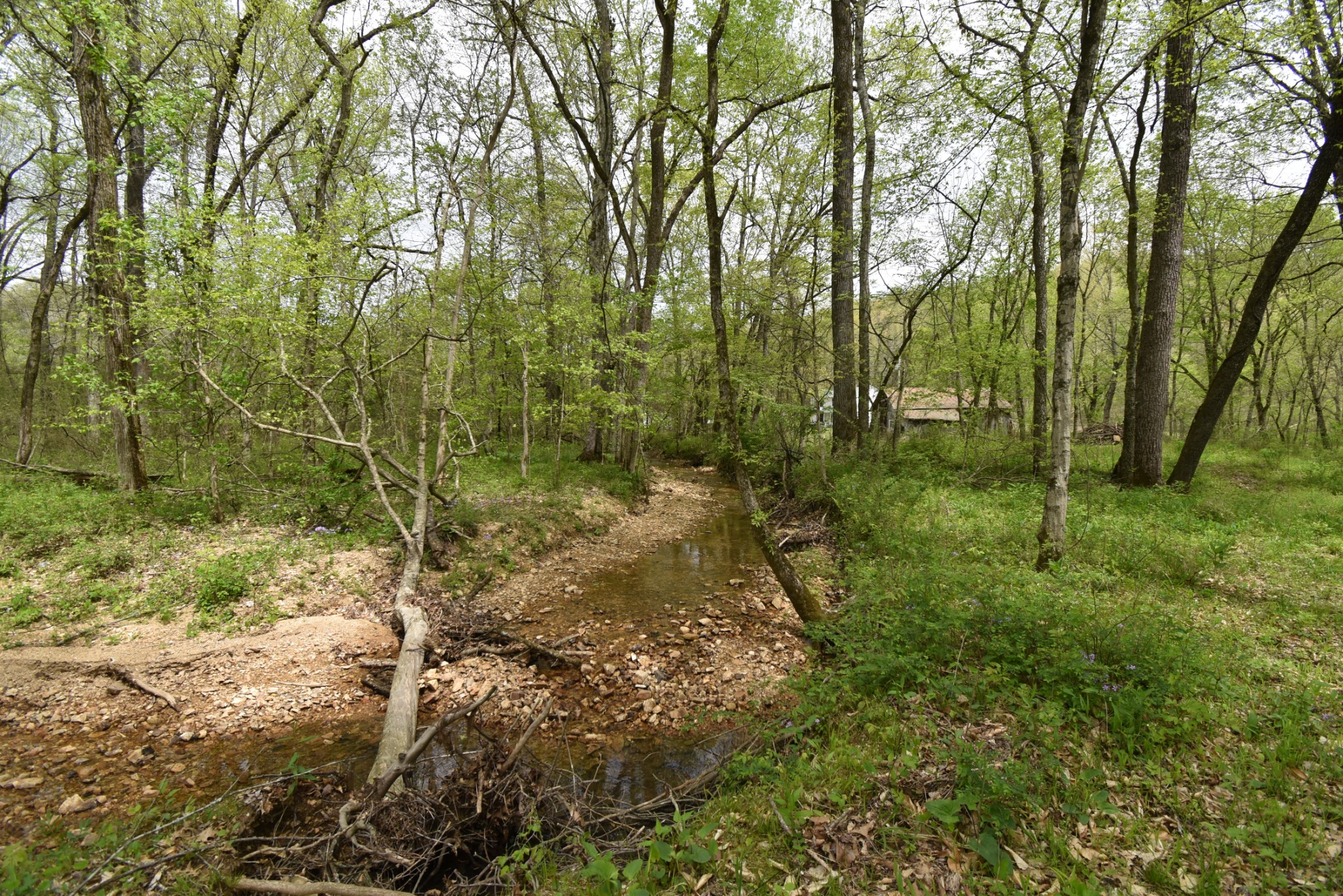1097 Lower Lick Creek Road Linden, TN 37096 - Photo 39 of 45 a view of a forest with trees in the background