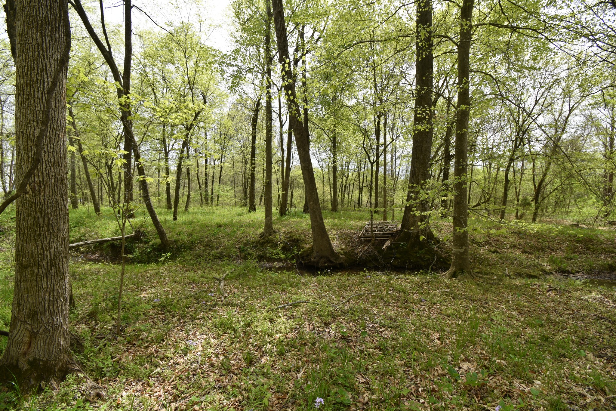 1097 Lower Lick Creek Road Linden, TN 37096 - Photo 40 of 45 a view of outdoor space with trees all around