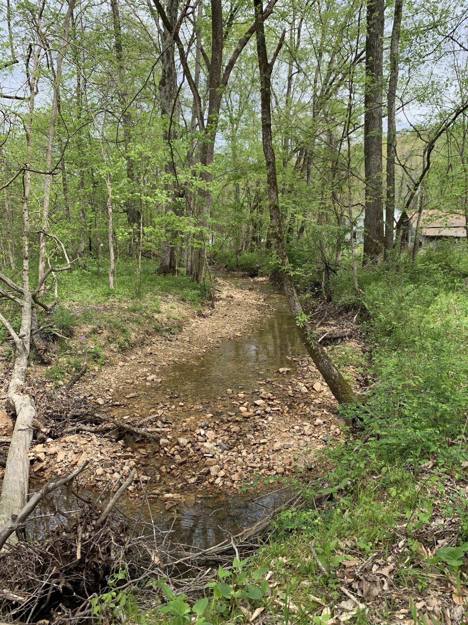 1097 Lower Lick Creek Road Linden, TN 37096 - Photo 43 of 45 a view of a forest with trees