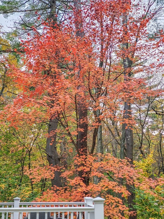 611 Springs Road Bedford, MA 01730 - Photo 41 of 42 Gallery Image 41