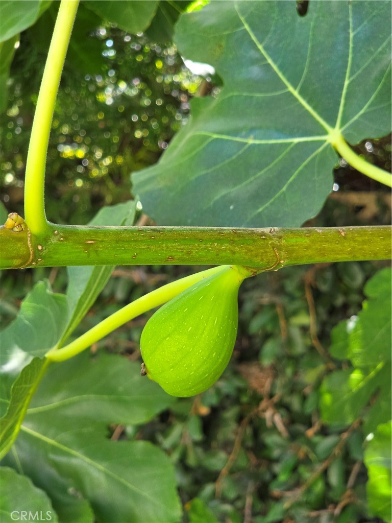 11541 Donovan Road Rossmoor, CA 90720 - Photo 51 of 51 Fresh crop of figs growing now!
