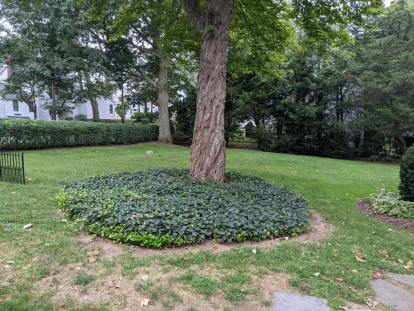 a view of a garden with a tree