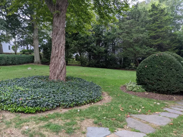 a view of a garden with a tree