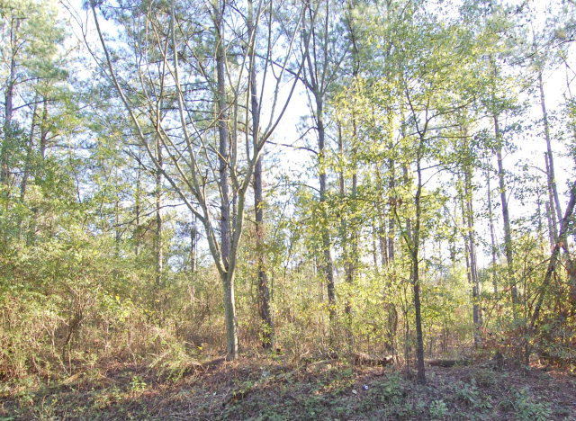 0 Scuffle Road Northeast Thomson, GA 30824 - Photo 1 of 1