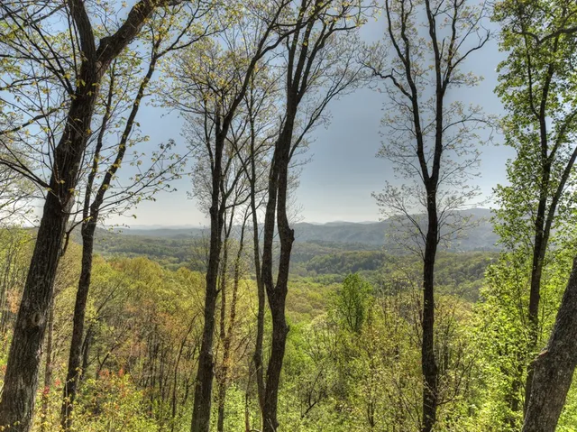 a view of a lush green forest with lush green forest