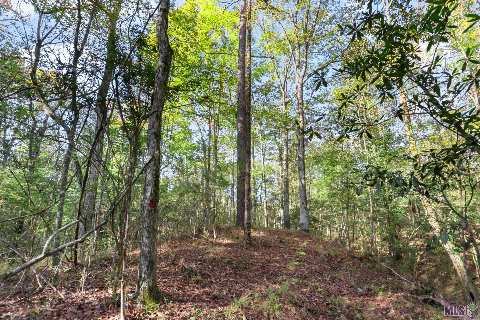 13289 Weaver Road St. Francisville, LA 70775 - Photo 8 of 13