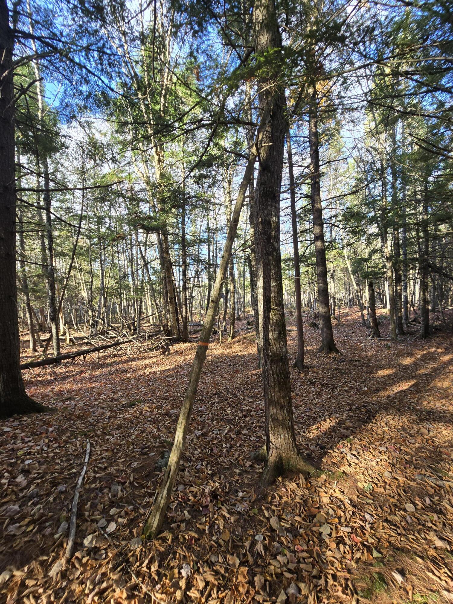 53 Back Road Abbot, ME 04406 - Photo 26 of 73 20251017_092551