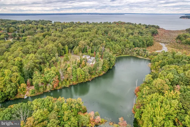 a view of a yard with plants and large trees