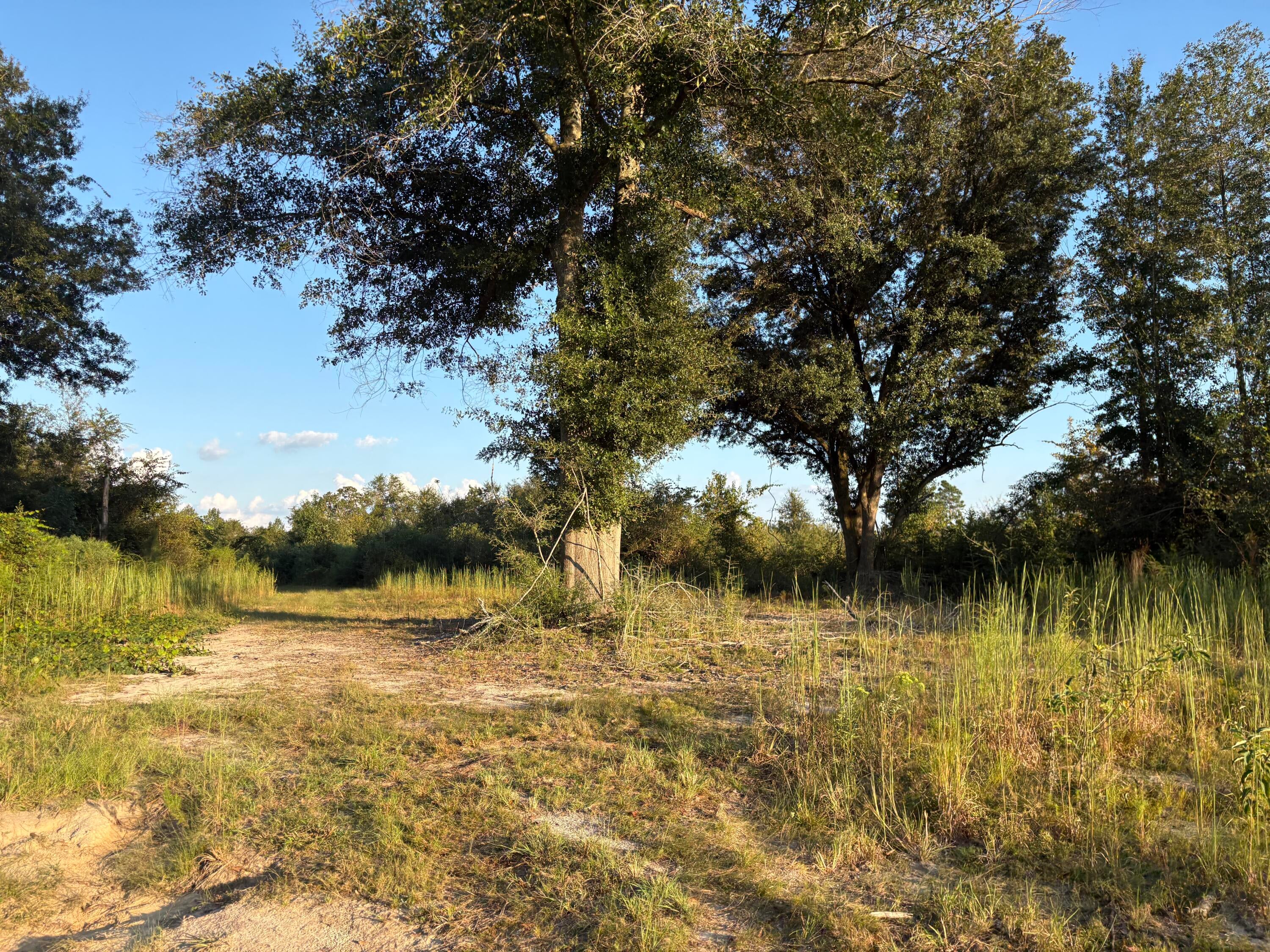 0 Sawmill Road Sandy Hook, MS 39478 - Photo 3 of 17 Gallery Image 3