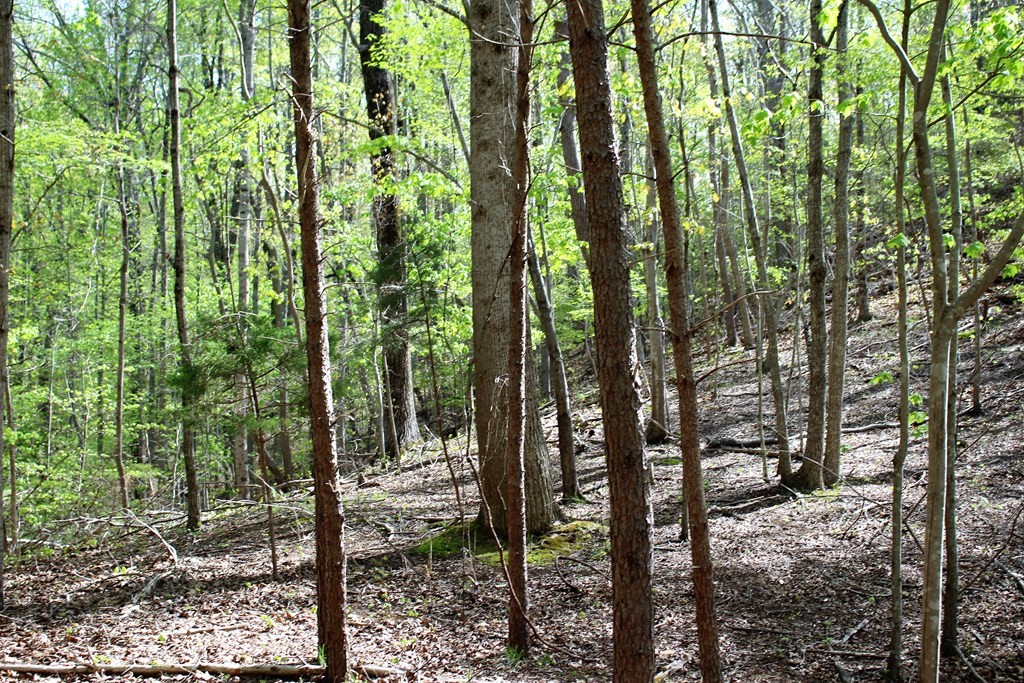 1104 Rabbit Valley Road Northwest Cleveland, TN 37312 - Photo 23 of 30 Gallery Image 23