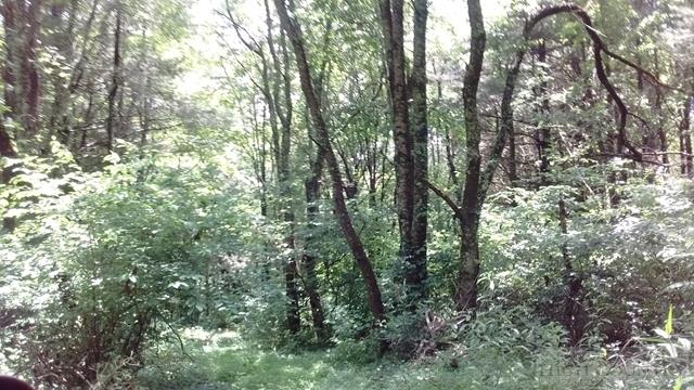 0 Martin Knoll Road Laurel Springs, NC 28644 - Photo 6 of 7 Gallery Image 6