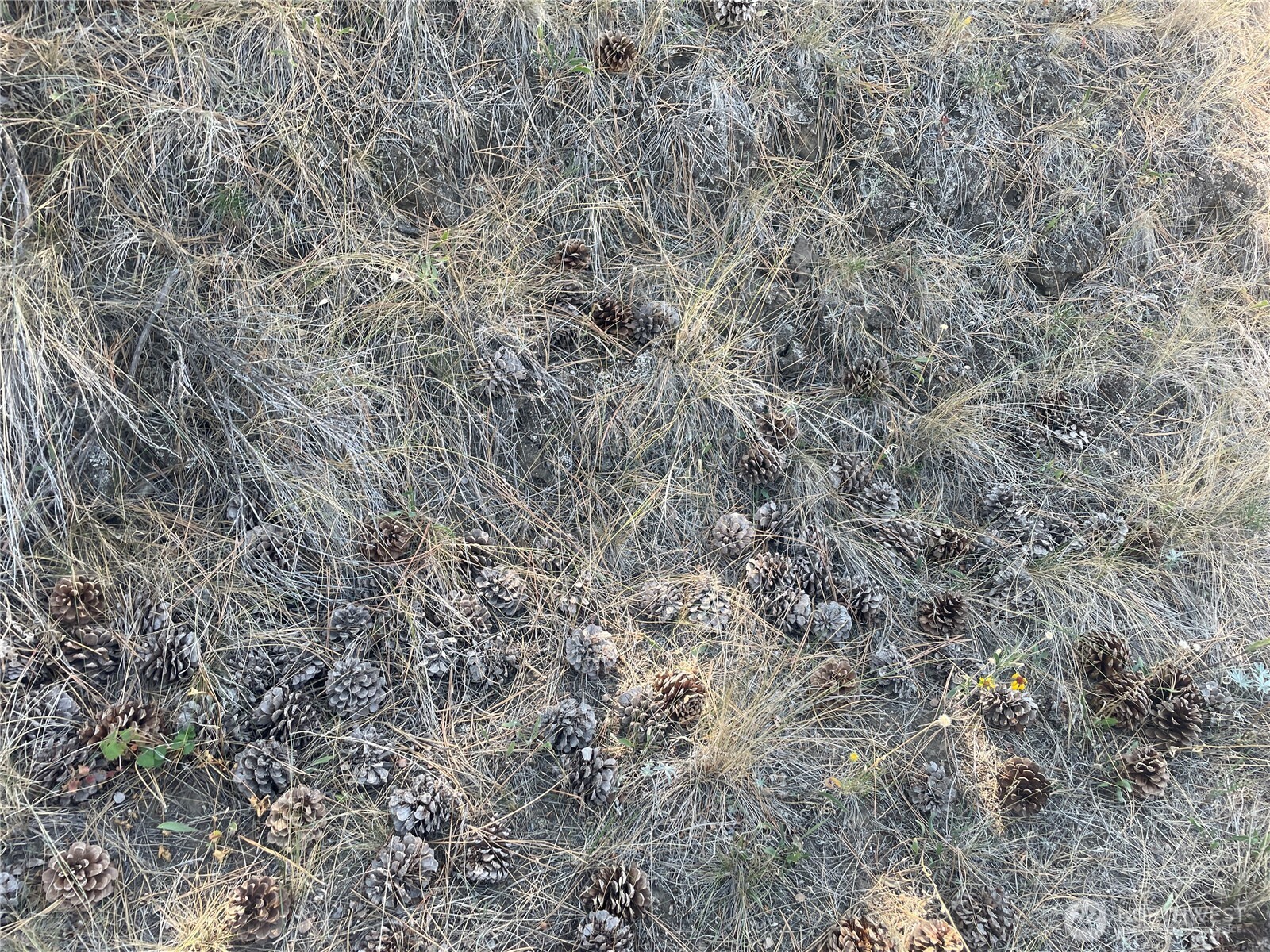 -tbd Reevas Basin Road Tonasket, WA 98855 - Photo 32 of 38